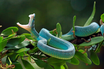 Trimeresurus insularis, pit viper snakes on the branch