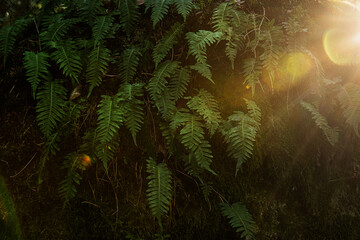 dark green fern leaves growing on a mossy rock in a shady forest and soft sunlight . Natural botanical background with a mysterious, moody atmosphere.