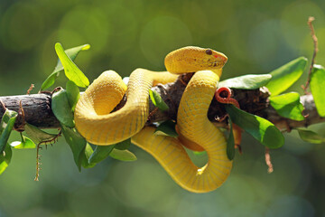 Trimeresurus insularis, pit viper snakes on the branch