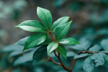 Green Leaves on Branch