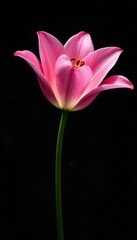 Naklejka premium Elegant pink lily blossom against a stark black background Plenty of copy space , isolated, soft