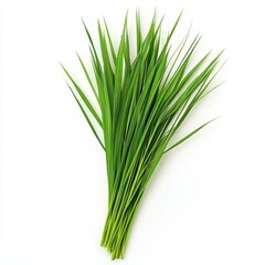 Bunch of fresh green grass isolated on white background