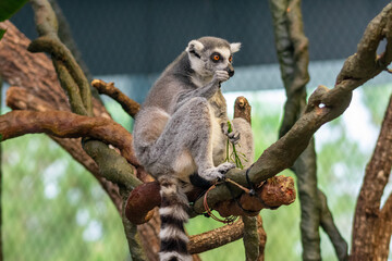 lemur on tree