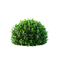 Fototapeta premium Isolated boxwood shrub evergreen plant for garden design and landscaping ideas stock on transparent background