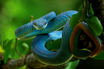 Trimeresurus insularis, pit viper snakes on the branch