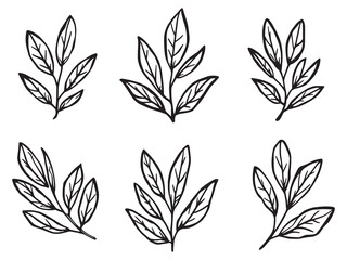 stylized olive leaf line drawing vector for nature design