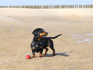 Junger schwarzer Dackel mit rotem Ball am Strand: Spielen mit Hund an der Nordsee