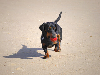 Junger schwarzer Dackel mit einem rotem Ball am Strand: Spielen mit Hund an der Nordsee