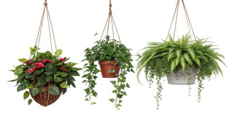 Hanging plants enhance decor beautifully, element set on transparent PNG