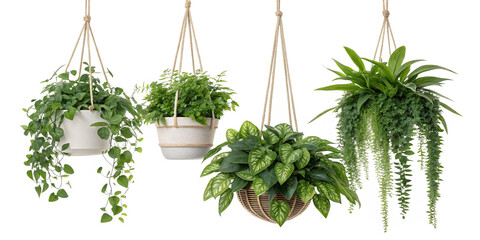Hanging plants enhance decor beautifully, element set on transparent PNG