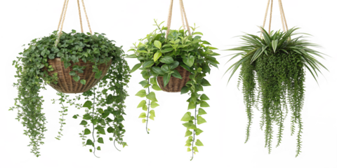 Hanging plants enhance decor beautifully, element set on transparent PNG