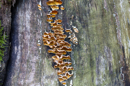 On the old cracked bark of a tree, a group of wood-decay fungi has formed dense rows of yellow-brown caps with wavy edges. Moss covers part of the trunk, emphasizing the humidity of the forest environ