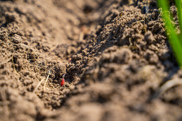 Garlic seeds planted in the soil of a vegetable garden bed, close-up
