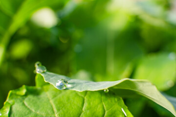 Water drops on the leaves of cabbage seedlings in a greenhouse, close-up