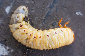 Large rhinoceros beetle larva, close-up