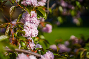 Sakura tree blooming with pink flowers close-up, sunny spring day