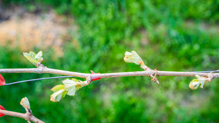 The first spring leaves of grapes close-up in spring. Grape buds wake up after winter