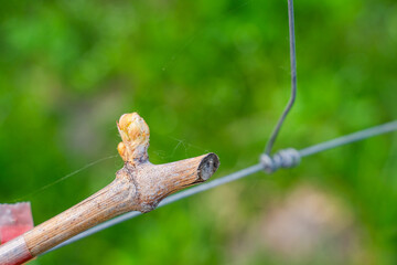The first spring leaves of grapes close-up in spring. Grape buds wake up after winter