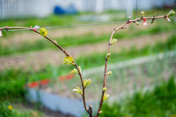 The first spring leaves of grapes close-up in spring. Grape buds wake up after winter