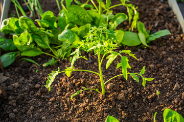 Young tomato seedling growing on a greenhouse bed at sunset close-up. Planted seedlings