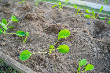 Cabbage seedlings planted in the garden bed