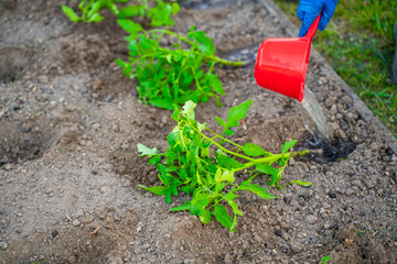 Watering tomato seedlings before planting in the garden bed
