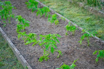 A vegetable garden with freshly planted tomato seedlings