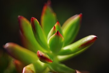 Obraz premium Close view of vibrant succulent plant with sharp tips and rich green colors