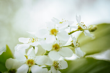 Close-up of Prunus padus (bird cherry) flowers with delicate white petals and yellow stamens, alongside unopened buds. Soft natural background.