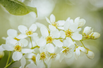 Close-up of Prunus padus (bird cherry) flowers with delicate white petals and yellow stamens, alongside unopened buds. Soft natural background.