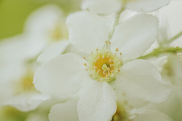 Fototapeta premium Macro shot of Prunus padus (bird cherry) flower showing detailed stamen, white petals, and soft green and yellow tones with a blurred background.