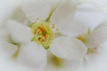 Macro shot of Prunus padus (bird cherry) flower showing detailed stamen, white petals, and soft green and yellow tones with a blurred background.