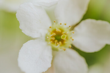 Macro shot of Prunus padus (bird cherry) flower showing detailed stamen, white petals, and soft green and yellow tones with a blurred background.