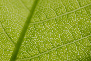 Detailed macro photograph of a fresh green leaf showing intricate vein patterns and vibrant natural texture.