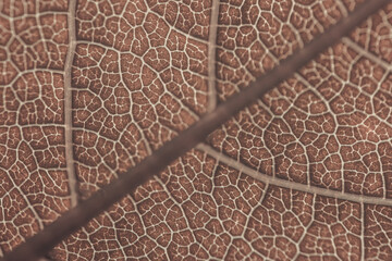 Obraz premium Detailed macro photograph of a dried brown leaf highlighting its intricate vein structure and natural texture.