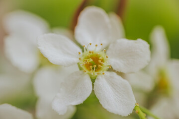 Macro shot of Prunus padus (bird cherry) flower showing detailed stamen, white petals, and soft green and yellow tones with a blurred background.
