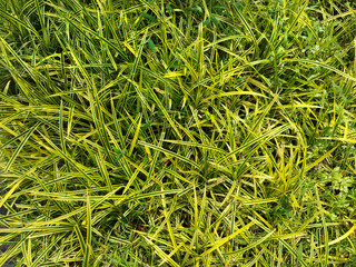 Close up of natural green grass leaves texture, macro photography. Fertile lush lawn of grass close up photo. Seamless background texture. Beauty of nature.
