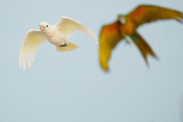 white cockatoo solomons ,Cacatua ducorpsii Free flying bird on the sky