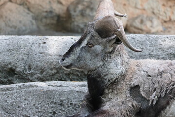 スーチョワンバーラル