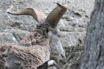 スーチョワンバーラル