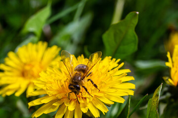 A bee collects pollen near a flower. A bee flies over a flower in a blur background