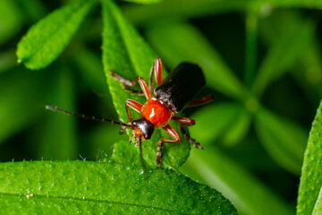 Close-up of a vibrant red and black beetle on a green leaf in a lush garden during daylight hours...