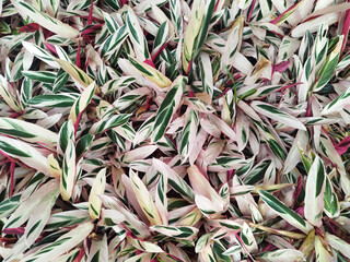 Close up beautiful and unique texture of Stromanthe plant. Stromanthe is a decorative variegated...