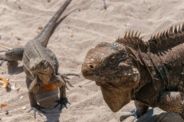 Two iguanas bask in the sun on a sandy beach, enjoying the warm weather