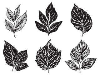 Tea plant leaf hand drawn vintage style artwork