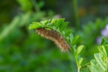 Hairy caterpillar on juicy fresh green leaves. Furry caterpillar against soft blurred background