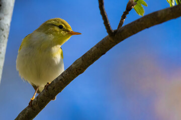 Wood warbler (Phylloscopus sibilatrix) summer sitting on a branch