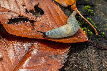 arion intermedius slug animal macro photography