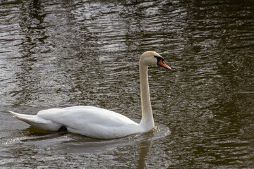 A white mute swan swims on a calm body of water. The water is blue. The swan has slightly raised its wings