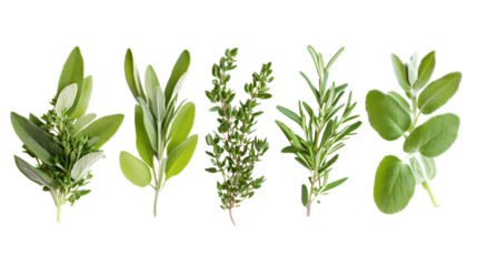 Herb Collection of Rosemary, Marjoram, Sage, and Thyme Isolated on White Background